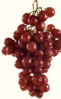 Grapes Grapes